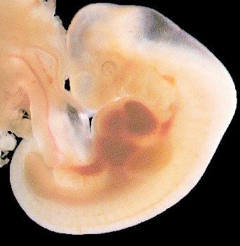 Cabeça e cauda do embrião