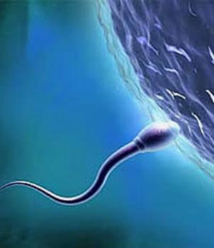 ovulo-espermatozoide