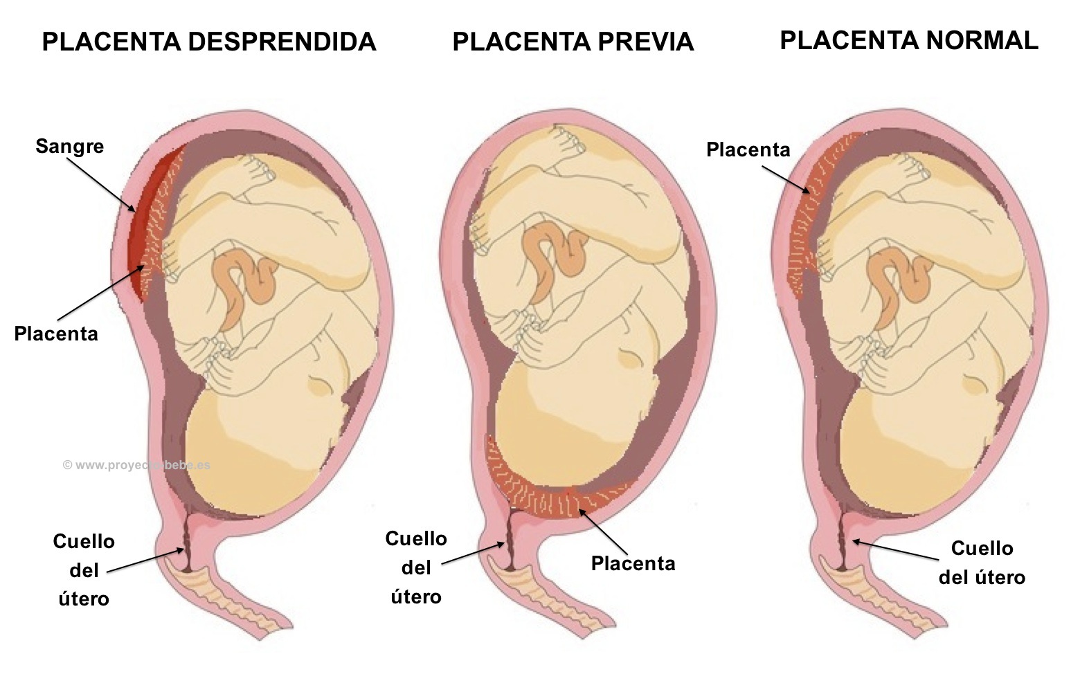 placenta normal
