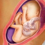 As funções da placenta