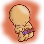 O bebê na semana 13 da gestação